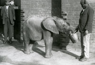 Junger afrikanischer Elefant Kiberenge wird von Darisha gefüttert, während Syed Ali im Hintergrund zusieht, London Zoo, September 1923 von Frederick William Bond